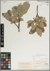 Foto von Salix lanata L.